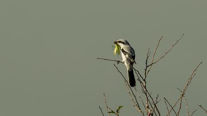 Büyük örümcekkuşu