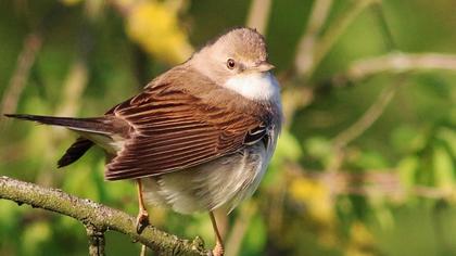 Akgerdanlı ötleğen