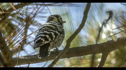 Küçük ağaçkakan