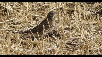 Akbaşlı kirazkuşu