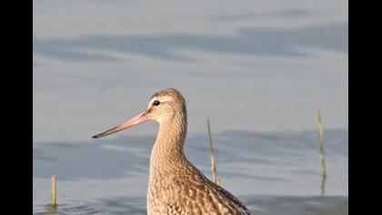 Kıyı çamurçulluğu