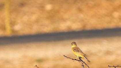 Karabaşlı kirazkuşu