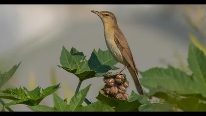 Büyük kamışçın