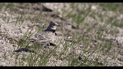 Küçük boğmaklı toygar