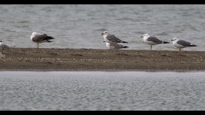 Van gölü martısı