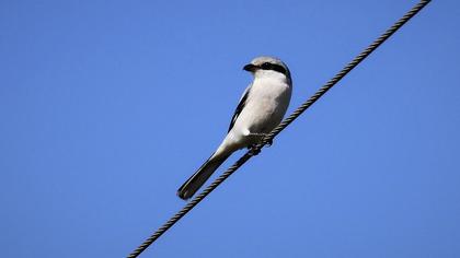 Büyük örümcekkuşu