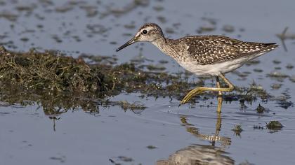 Orman düdükçünü