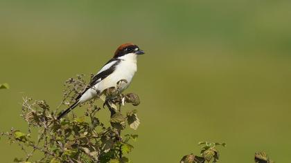 Kızılbaşlı örümcekkuşu
