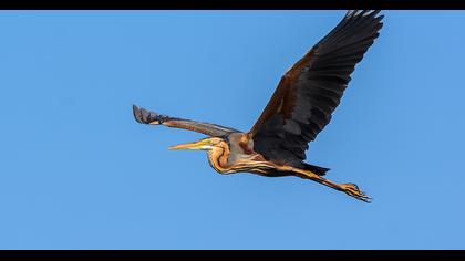 Erguvani balıkçıl