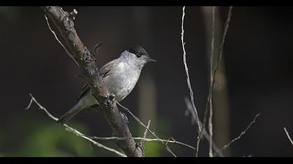 Karabaşlı ötleğen