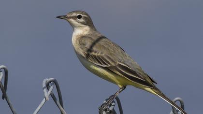 Sarı kuyruksallayan