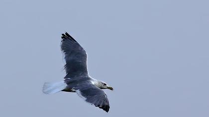 Van gölü martısı