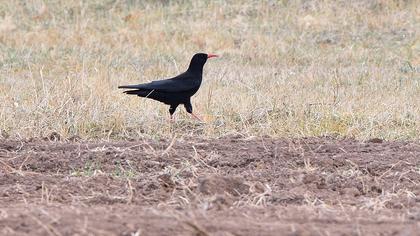 Kırmızıgagalı dağ kargası
