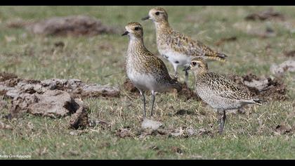 Küçük altın yağmurcun
