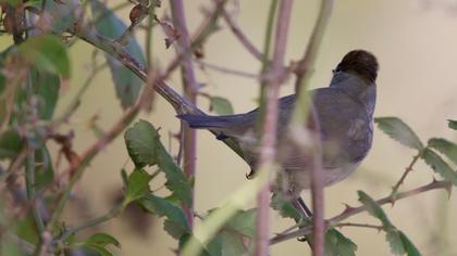 Karabaşlı ötleğen