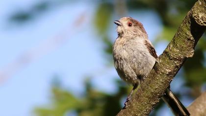 Uzunkuyruklu baştankara