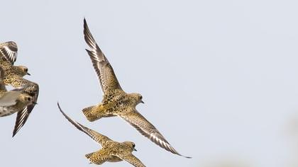 Küçük altın yağmurcun