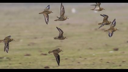 Küçük altın yağmurcun