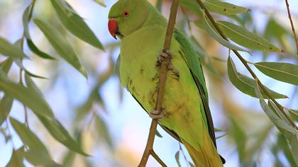 Yeşil papağan