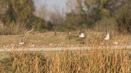 Küçük altın yağmurcun