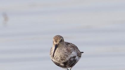 Karakarınlı kumkuşu