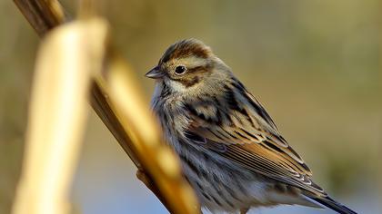 Bataklık Kirazkuşu