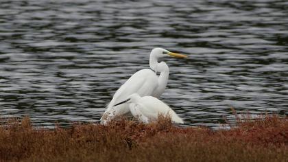 Büyük ak balıkçıl
