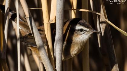 Bıyıklı kamışçın
