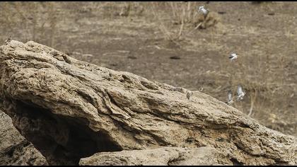 Sarıgagalı ketenkuşu