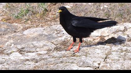 Sarıgagalı dağ kargası