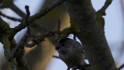 Uzunkuyruklu baştankara