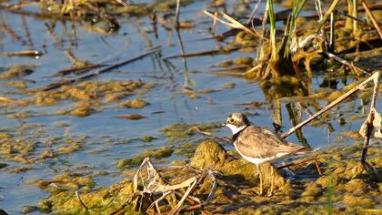 Halkalı küçük cılıbıt