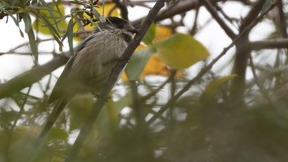 Uzunkuyruklu baştankara