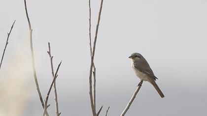 Türkistan örümcekkuşu