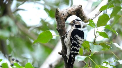 Küçük ağaçkakan