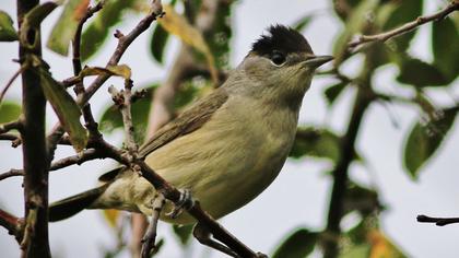 Karabaşlı ötleğen