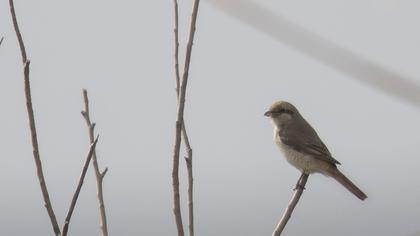 Türkistan örümcekkuşu