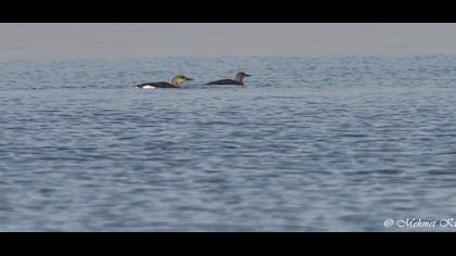 Karagerdanlı dalgıç