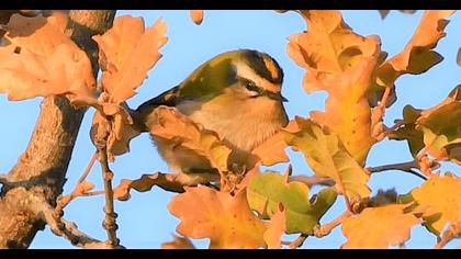 Sürmeli çalıkuşu