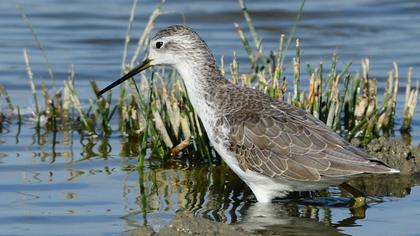 Bataklık düdükçünü