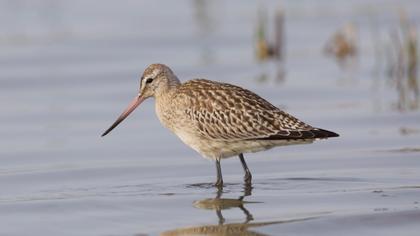 Kıyı çamurçulluğu