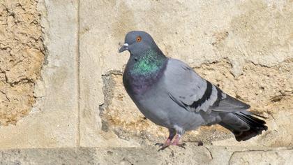 Kaya güvercini