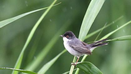 Pembegöğüslü ötleğen