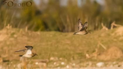 Küçük altın yağmurcun