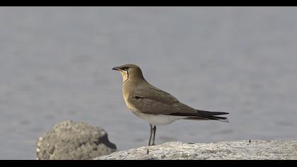 Bataklıkkırlangıcı