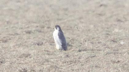 Peregrine Falcon