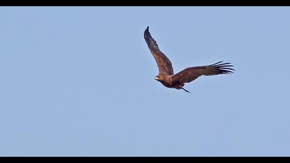 Küçük orman kartalı