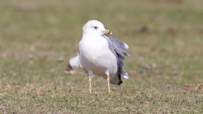 Van gölü martısı