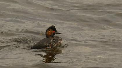Karaboyunlu batağan