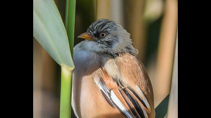 Bıyıklı baştankara
